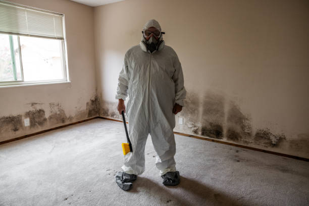 Office Mold Removal Services in Colleyville, TX